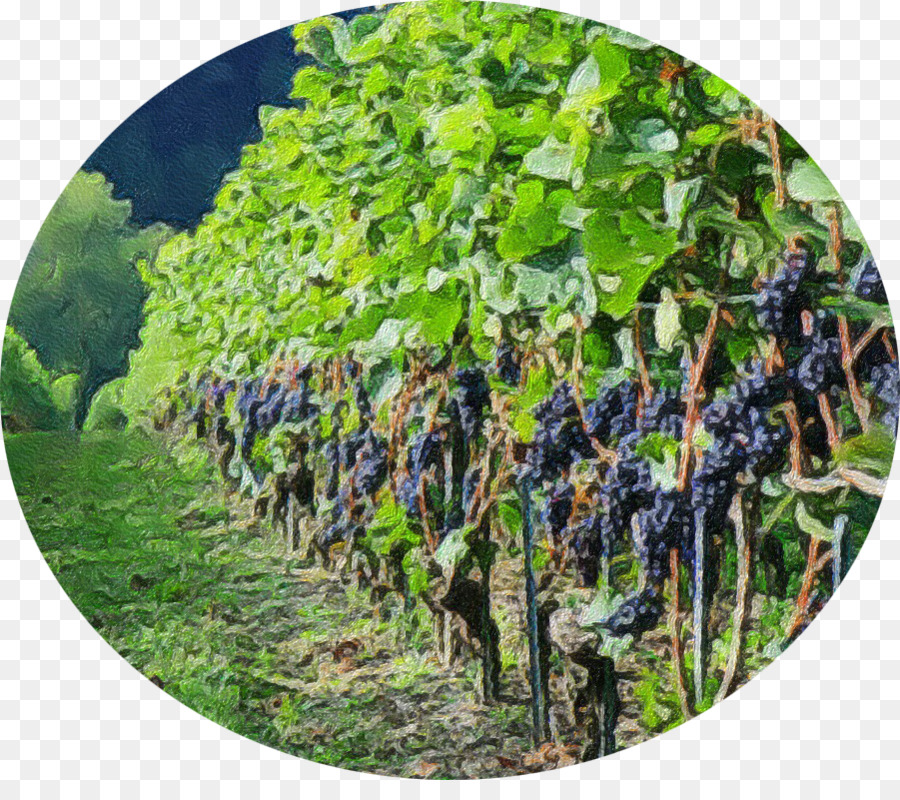 Uva, Agricoltura, Albero - uva