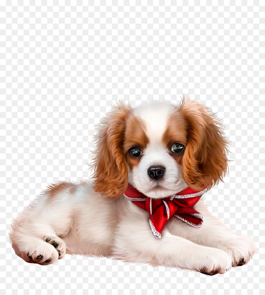 Con Chó của franche thơ ca và sân khấu, Yorkshire Terrier vật Nuôi - con chó con
