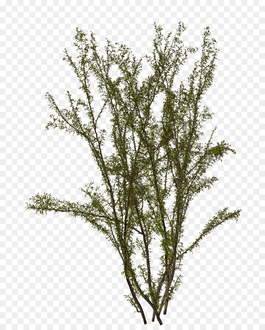 Twig Background png download - 1314*2909 - Free Transparent Twig png  Download. - CleanPNG / KissPNG
