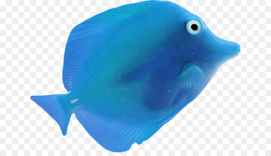 Fisch Blau Meer - Fisch