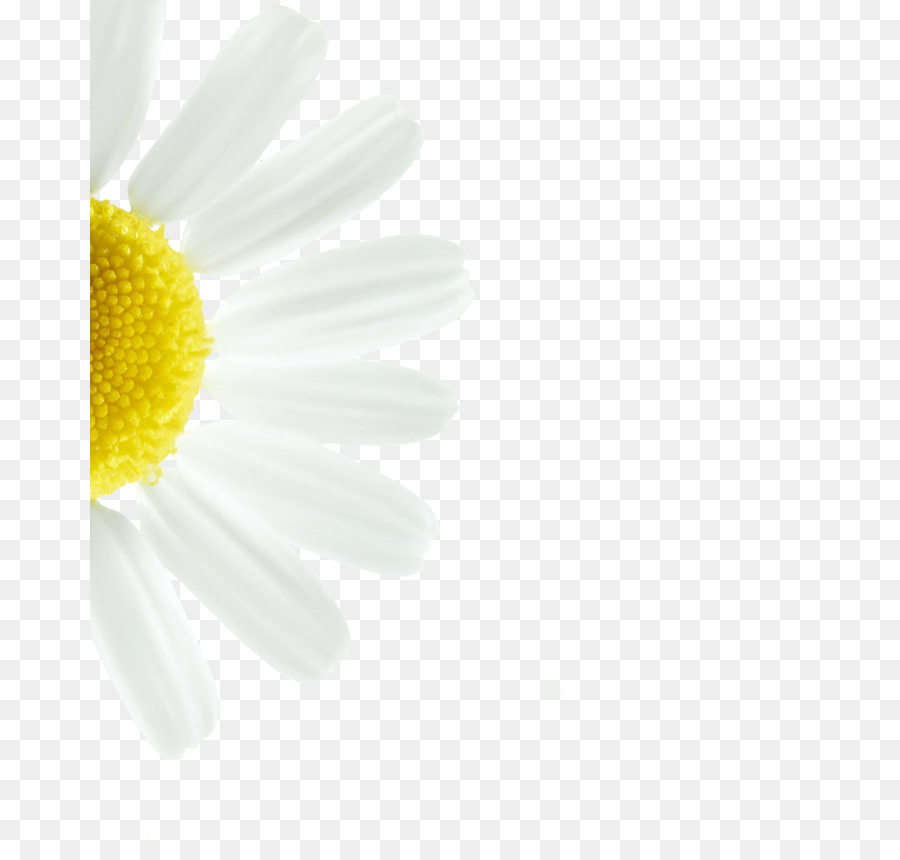 Daisy chung Oxeye daisy Transvaal daisy Cánh Cận cảnh - hoa cúc