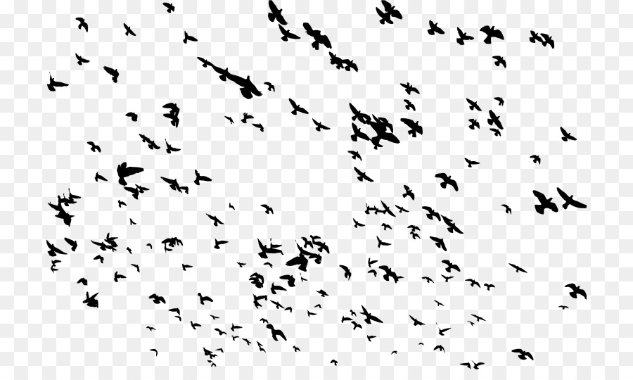 Uccello piccione Nazionale di Volo Columbidae Gregge - uccello