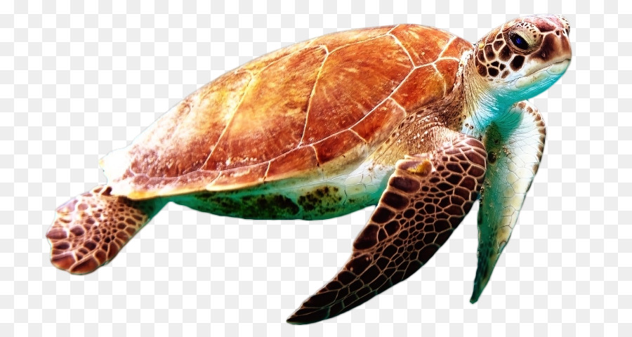 Green sea turtle Reptil - Schildkröte