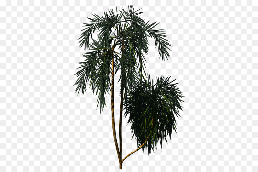 Asiatische palmyra-Palmen Arecaceae Neuseeland Kohl-Baum-Pflanze - Baum