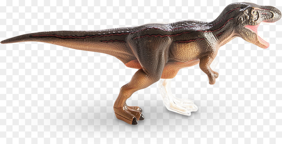 Tyrannosaurus Anatomie der Saurier Sue - Dinosaurier