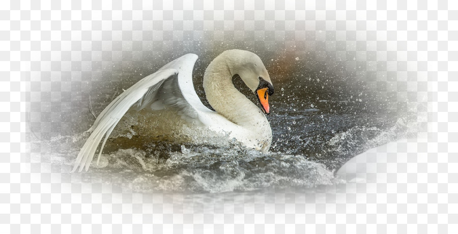 Cygnini Schnabel Desktop Hintergrundbild Wasser-Vogel Close-up - Computer