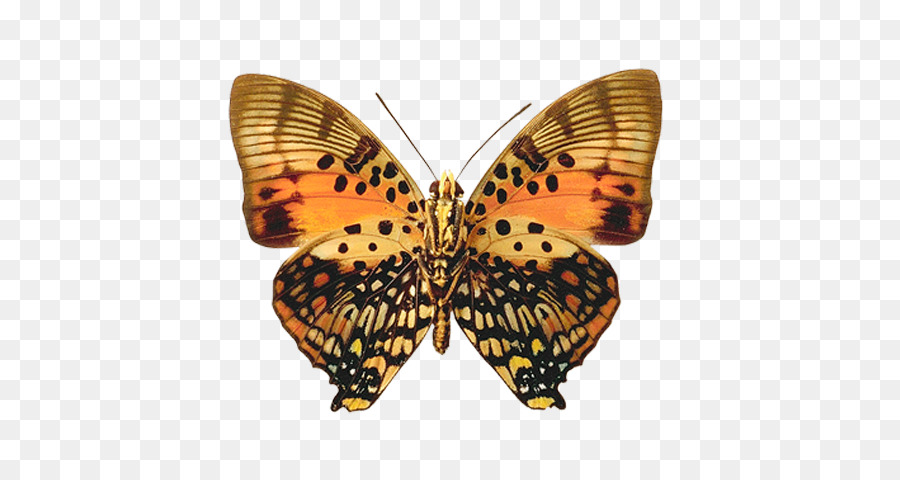 Farfalla, Insetto Pennello zampe farfalle Glanville rara Erbe - farfalla