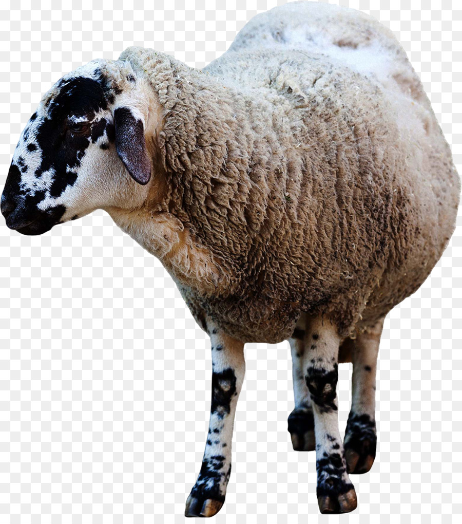 Cừu trong Nước động vật Clip nghệ thuật - cừu