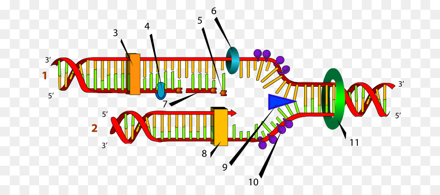 DNA-Replikation die Replikation Gabel Helicase-DNA-polymerase - andere
