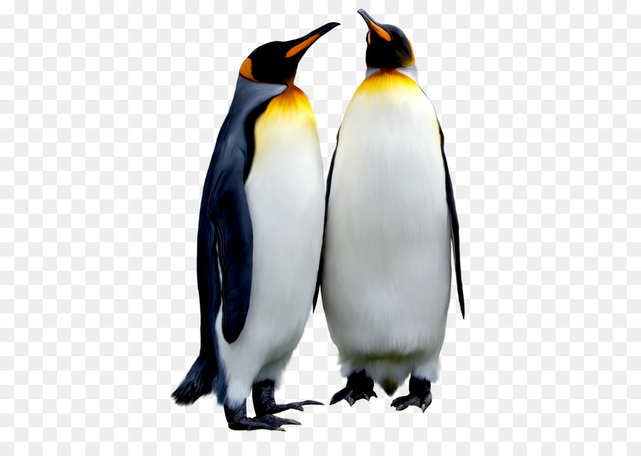 Re pinguino Imperatore Pinguino Antartico Uccello - Pinguino