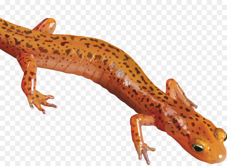 Salamander Newt clipart - Salamander