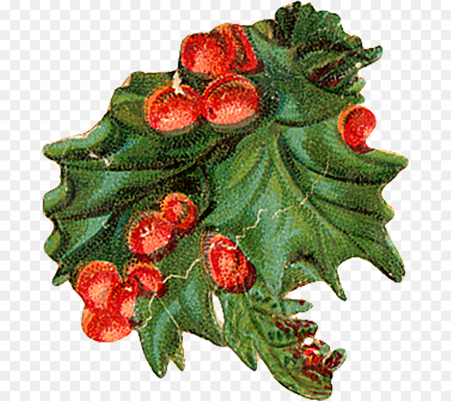 Holly Aquifoliales Christmas ornament Natürliche Lebensmittel - Trisha
