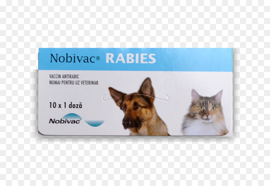 Hund Rasse Katze Tollwut Impfstoff - Hund