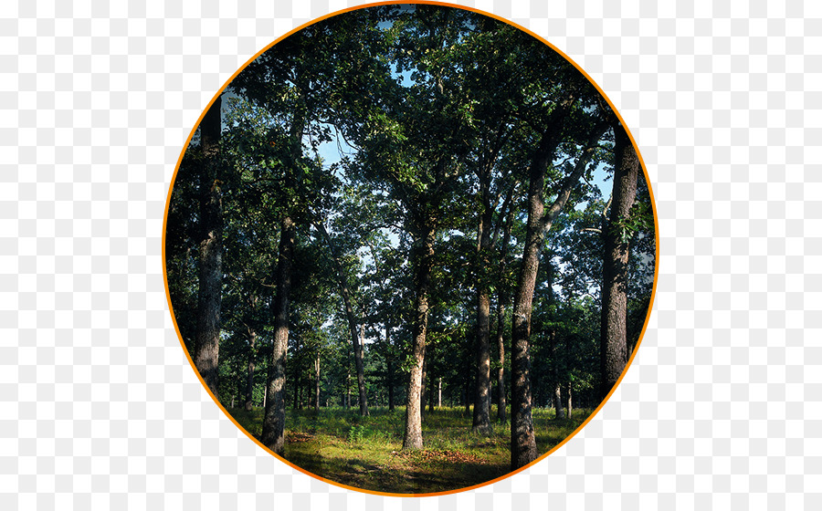 Amerikanischer Whisky Barrel Oak Woodland - Baum Kreis