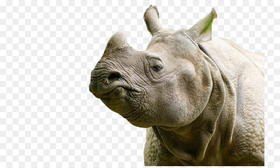 Rhinoceros Maresi animali Terrestri - altri