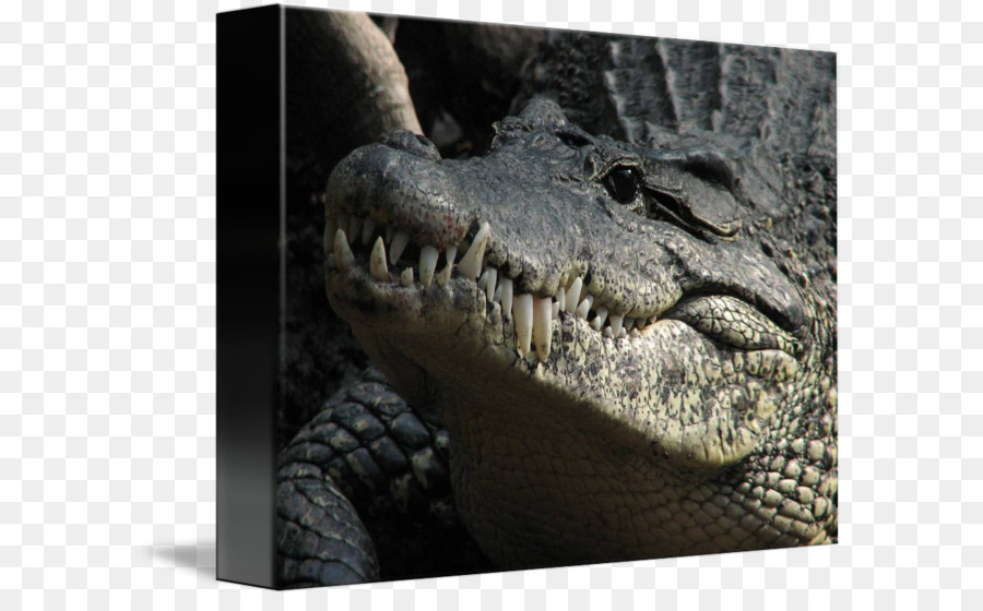 American alligator-NiL-Krokodil-Kiefer - Krokodil