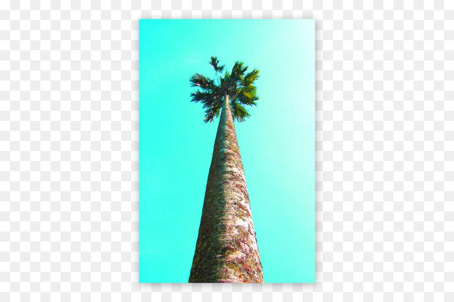 Tức Palm Springs Arecaceae Nghệ Sĩ Nhà Thiết Kế Đồ Họa - palm mô hình
