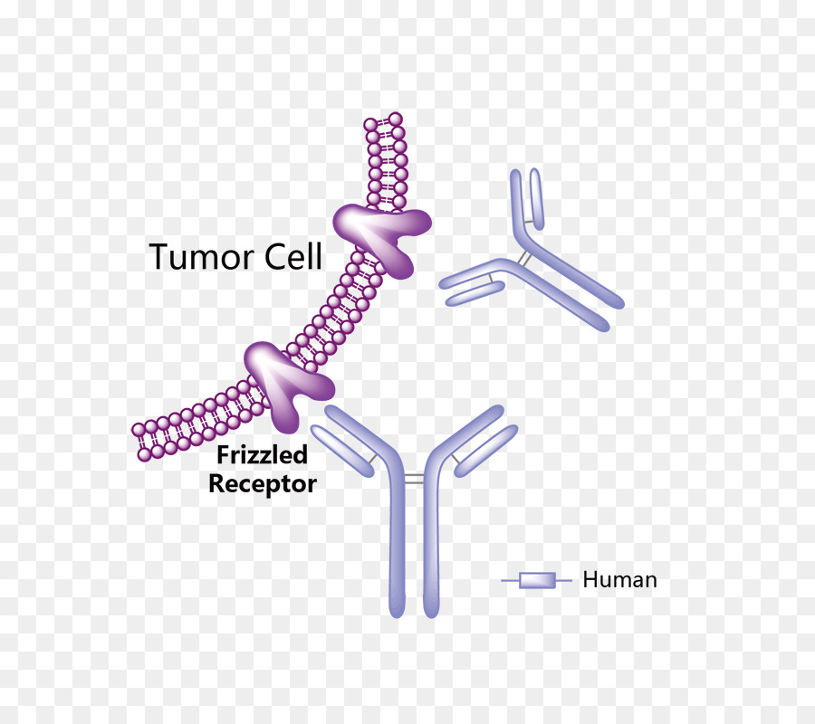 Obinutuzumab Trastuzumab emtansin Vemurafenib Arzneimittel, Monoklonale Antikörper - Krebszellen