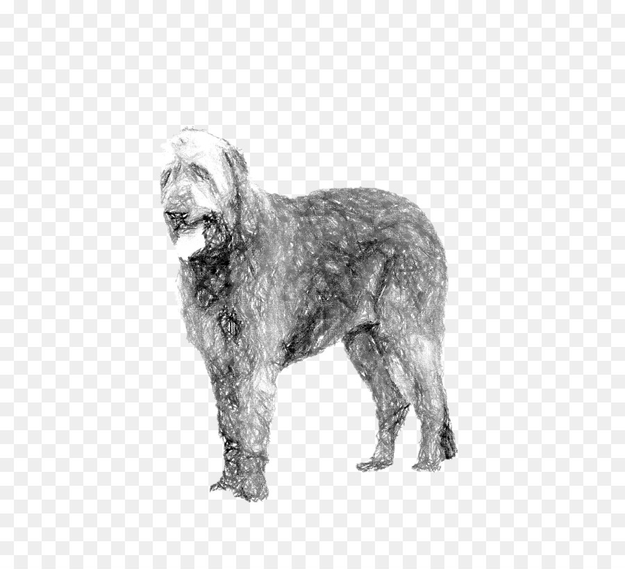 Wirehaired zeigender Griffon Glen Dutch Smoushond Schnoodle Irish Wolfhound - andere