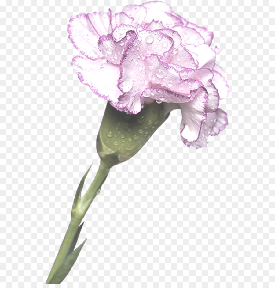 Nelke, Schnittblumen Clip art - Blume