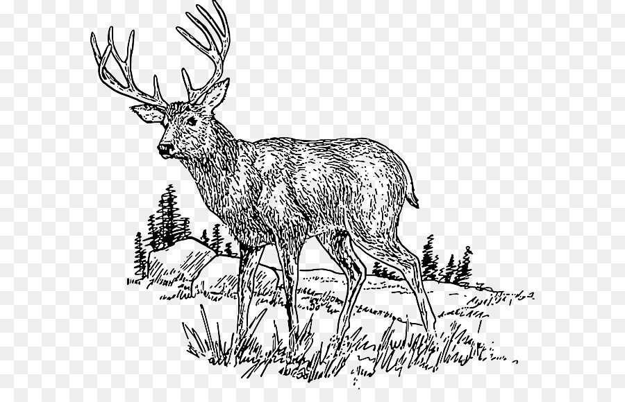 White-tailed deer Seneca weißen Hirsch Clip-art - Hirsch