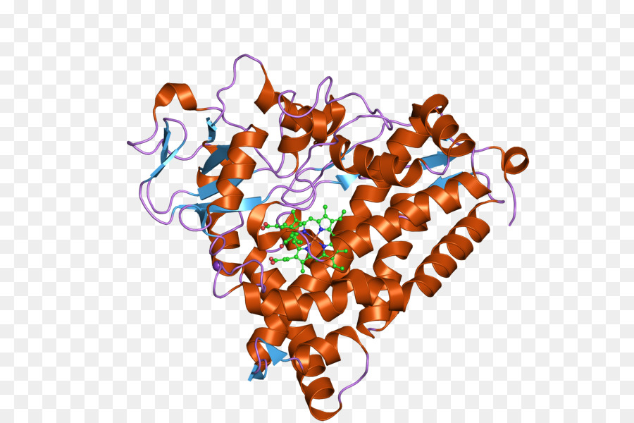 CYP3A4 del Citocromo P450 Enzima CYP2C9 - Abi