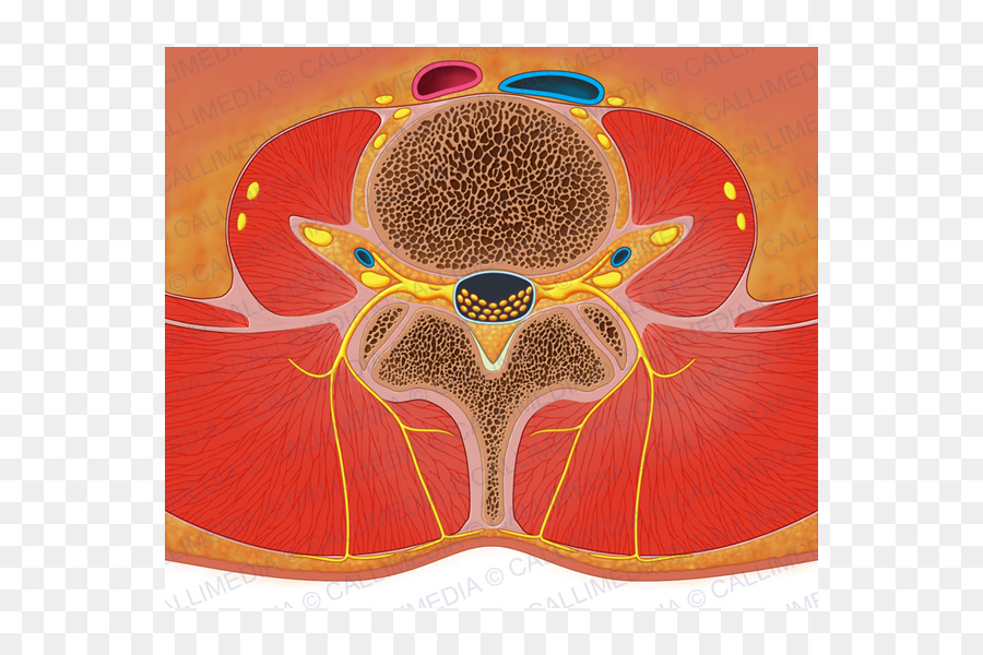 Wirbelsäule querebene Lendenwirbel Anatomie-Querschnitt - wirbelsäule