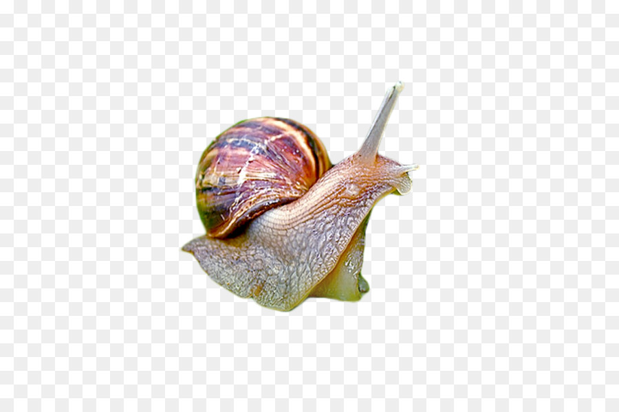 Snail Cartoon