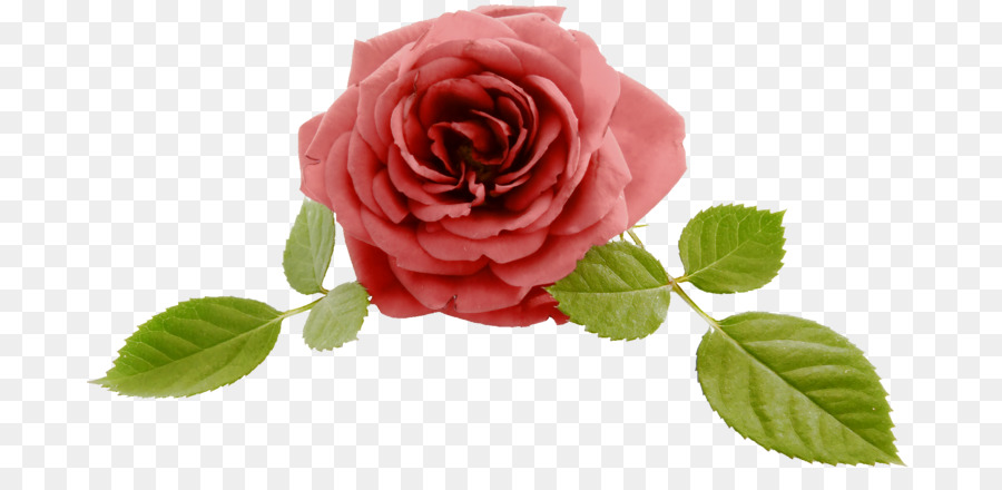 Le rose da giardino Jeonju di Cavolo rosa Floribunda Clip art - altri