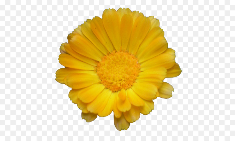 Cổ phiếu hoa nhiếp ảnh Transvaal daisy Clip nghệ thuật - hoa
