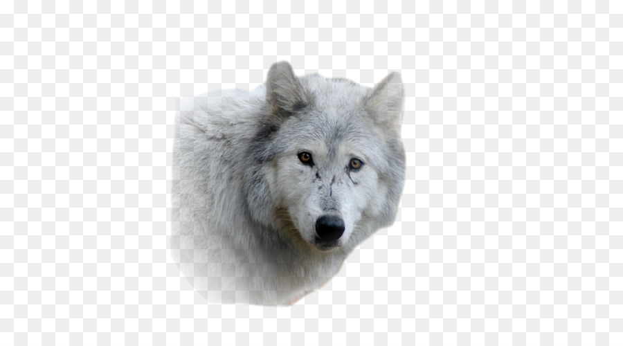 Alaskischer Tundrawolf Pelz-Schnauze-Tierwelt-Grauer Wolf - andere