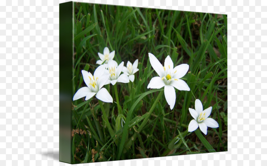 Narcissus Rasen Wildblumen Krautige pflanze - White Blur