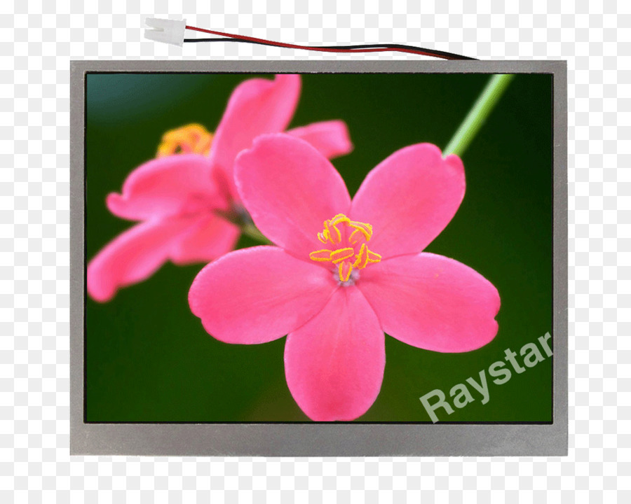 Rosa M Blühende pflanze RTV Pink Wildflower - Anlage