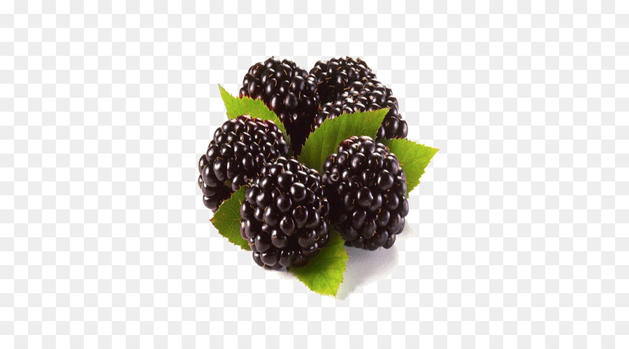 Blackberry Mâm xôi, trái Cây Hoa nessensis - ngày