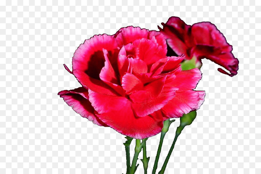 Garofano, fiori recisi, rose da Giardino Petalo - fiore