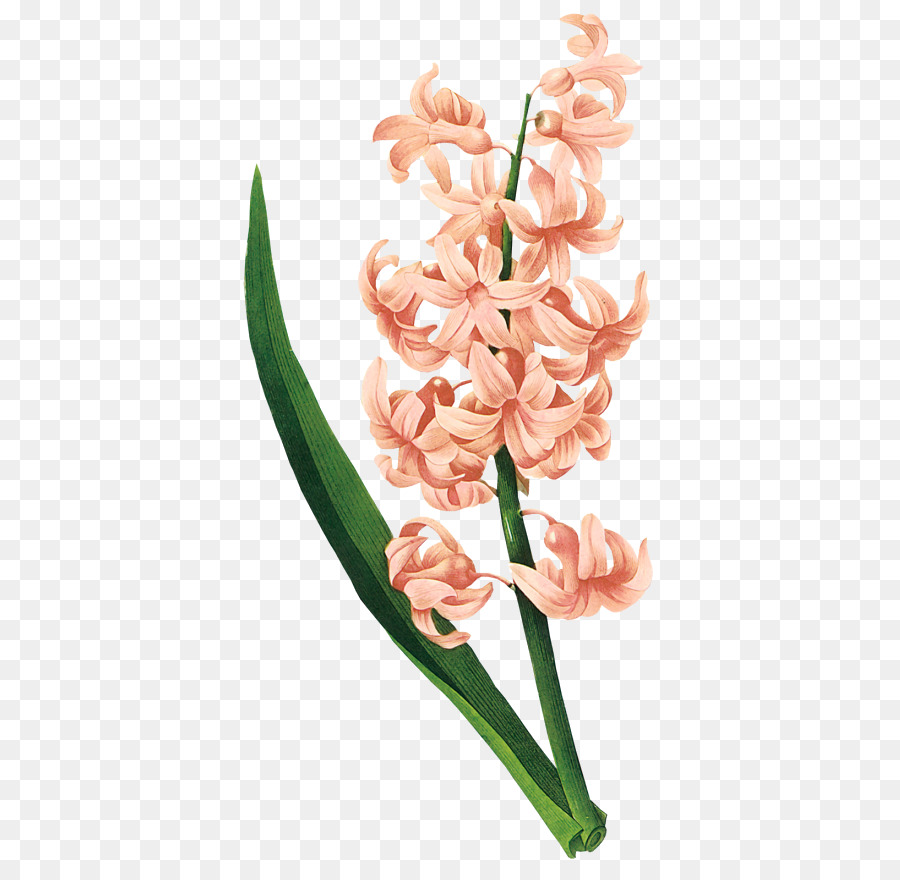 Wahl der schönsten blumen Hyacinth Botanical illustration Botany - Hyazinthe