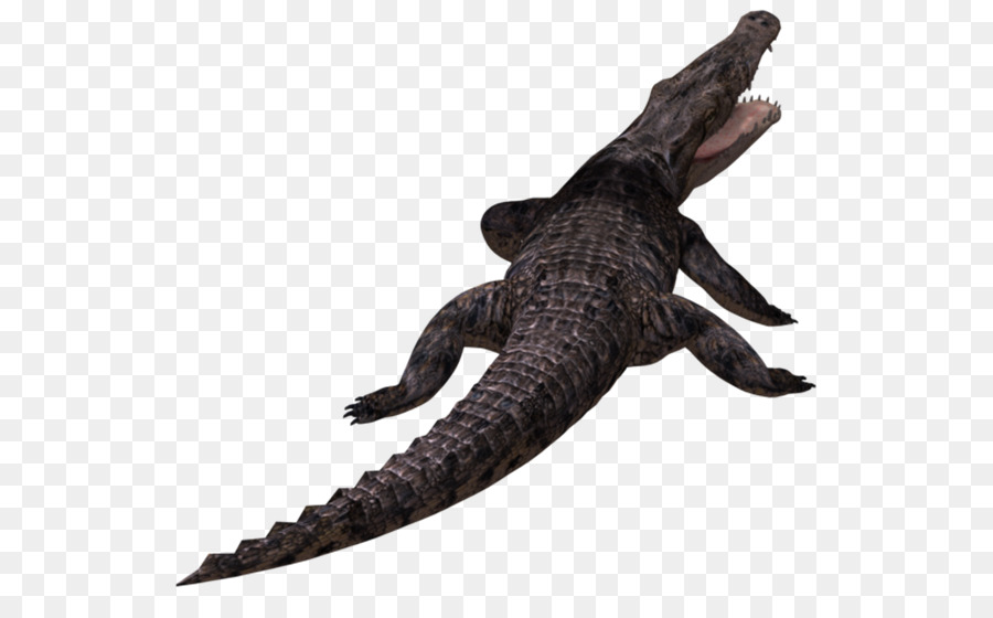 Alligatori e Coccodrilli Clip art - coccodrillo