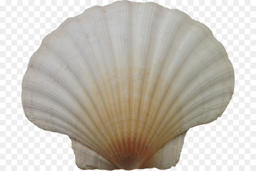 Seashell Conchology Marine Clip-art - Seashell