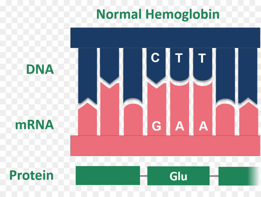 Hồng cầu Liềm bệnh tế bào ARN Amino acid - Đột biến