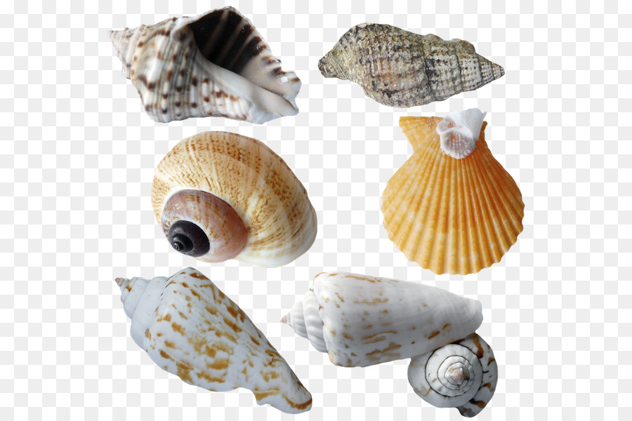 Muschel Muscheln Marine Clip-art - Seashell
