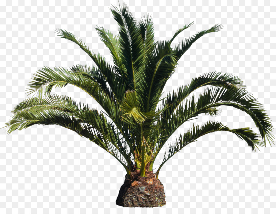 Babassu Arecaceae, Baum Roystonea regia Canary Island date palm - Baum