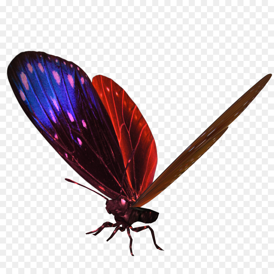 Pinsel-footed butterflies Schmetterling, Falter, Insekt - Schmetterling
