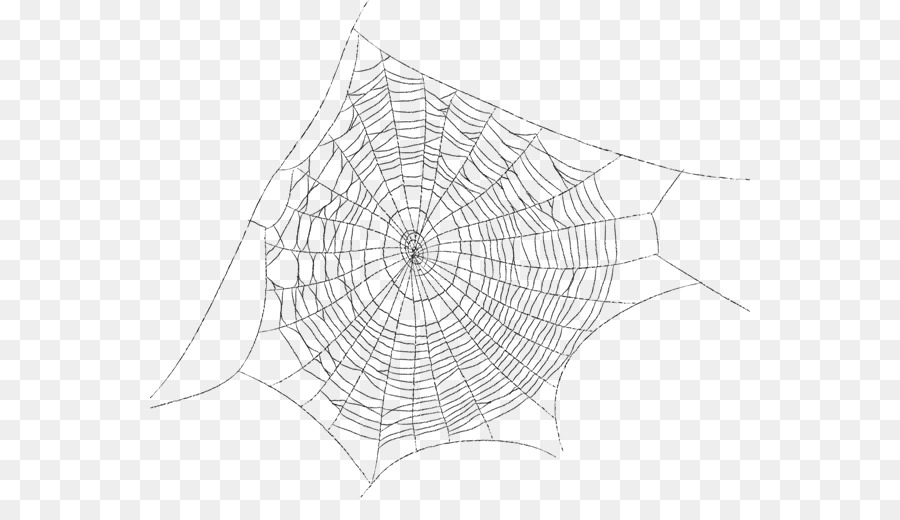 Spider Web. 