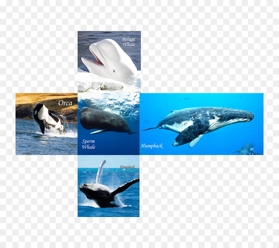 Wholphin cá Voi và cá Heo của Tên New Zealand Ngoài iPhone 6 sinh vật học Biển - cá voi nước