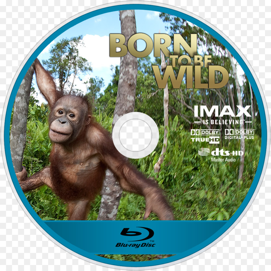 Orang Utan Gorilla Omniversum IMAX Dschungel M - Orang Utan