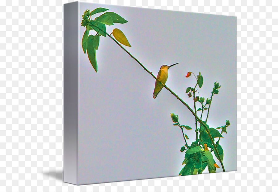 Imagekind Art Poster Hummingbird Tela - acquerello hummingbird