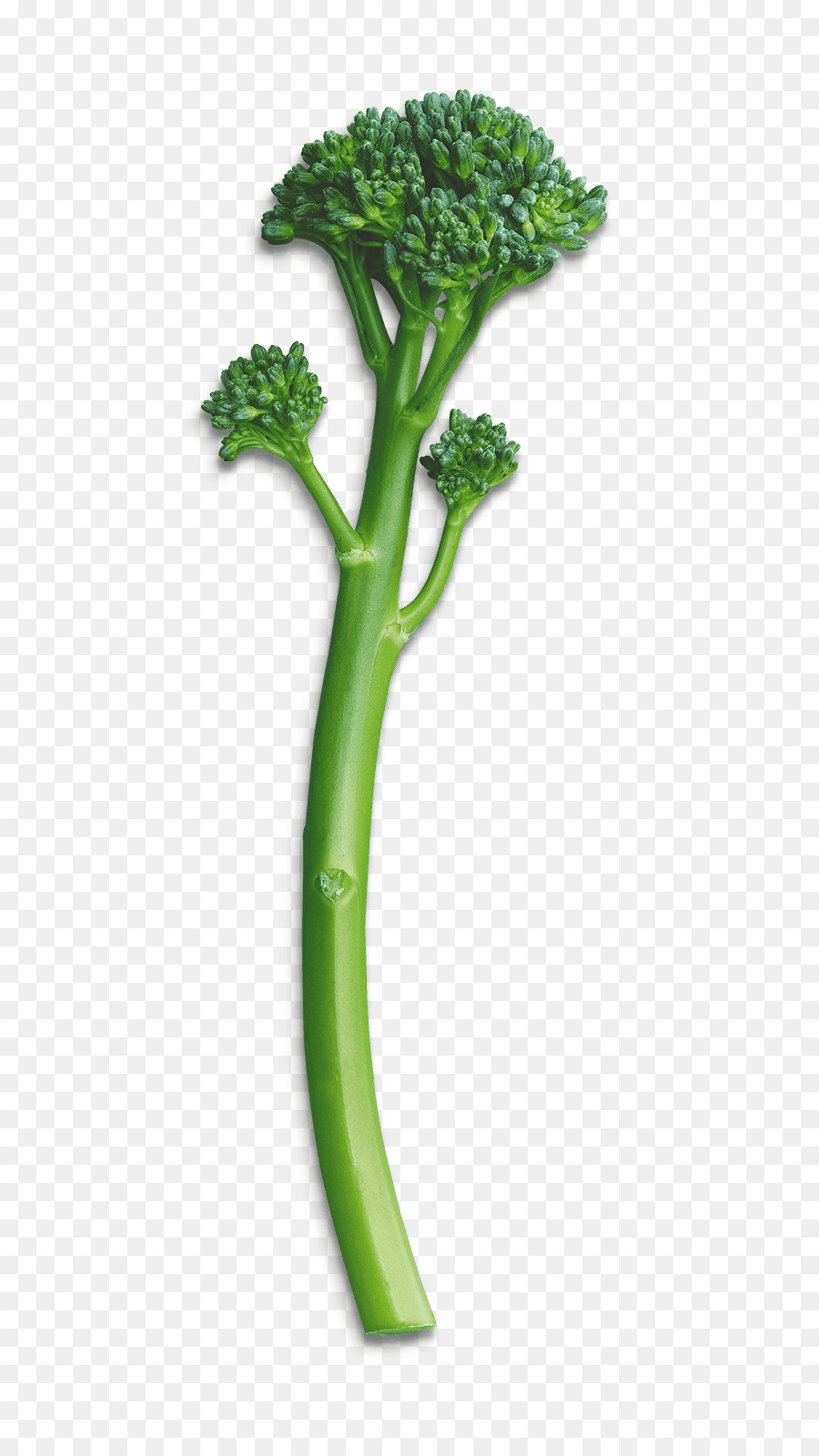 Broccolini verdure in foglie Legge Privacy policy - satay