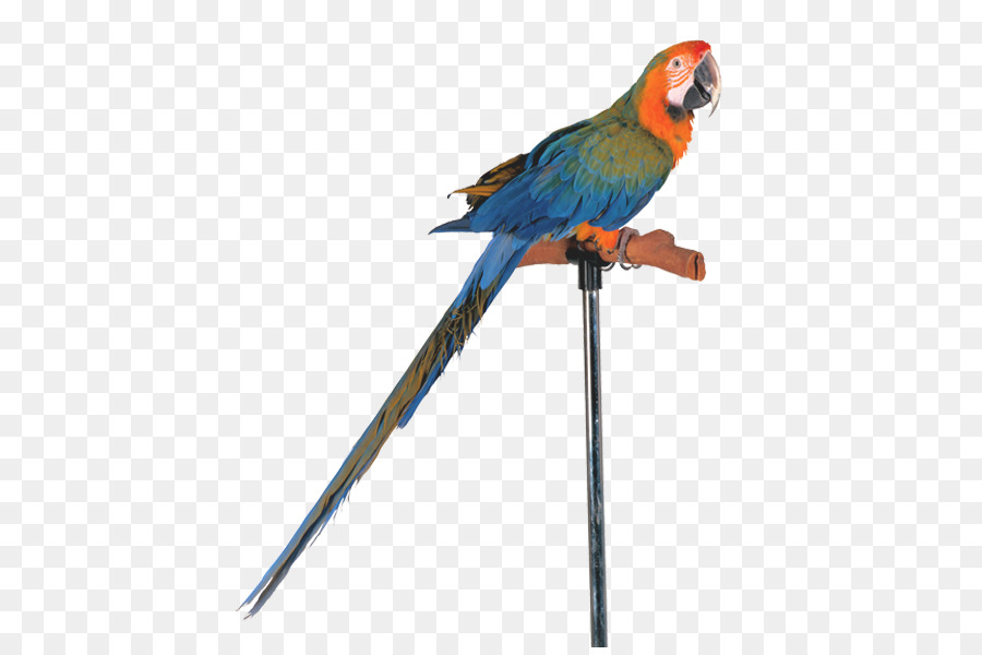 Vogel Wellensittich Nymphensittich Papagei Kakadu - Vogel