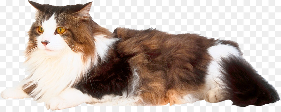 Baffi Domestico gatto pelo corto razza del Cane Pelliccia - gatto