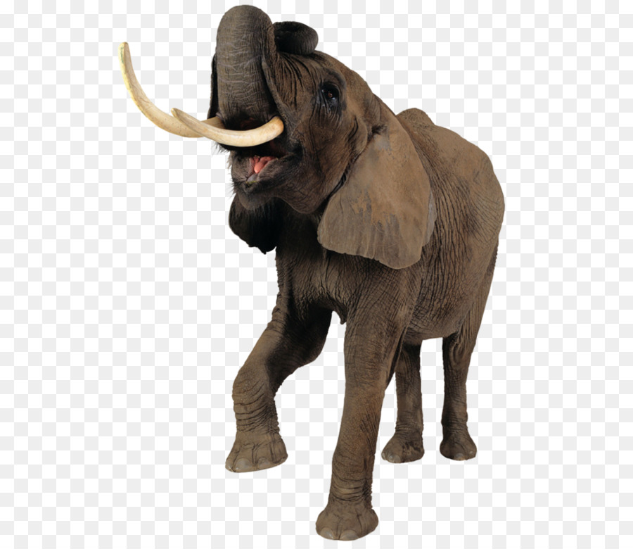 Elephantidae afrikanischer Elefant asiatischer Elefant - Elefanten Liebe